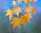 USA, Washington State, Seabeck. Japanese maple leaves in autumn. Art Print